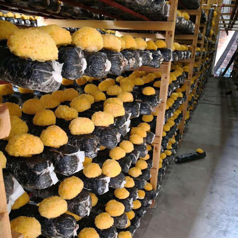 Оптовое производство белого гриба от фермеров в Гутяне, крупноцветный белый гриб, прямая поставка с места происхождения, доступен для дропшиппинга