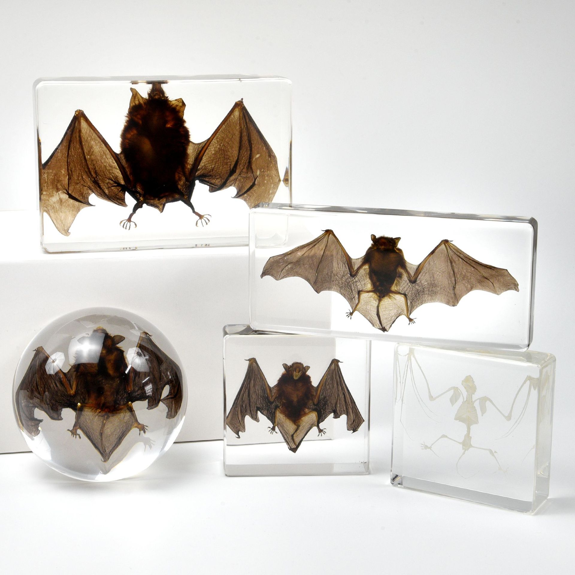 Bat Specimen Teaching Ornaments Hot Cross-border Foreign Trade Book Town Novelty Gifts Resin Crafts Student Teaching Aware