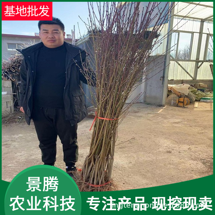 Grafted Peach Seedlings, All Varieties, Freshly Dug and Sold, Good Taste, Height 1m or More, Grafted Peach Seedlings of the Same Year