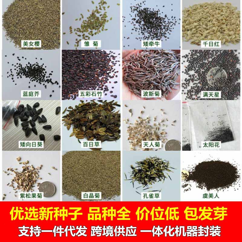 Flower Seeds Four Seasons Seeds Wholesale Gipsophila Sunflower Cosmos Fenioryx Sunflower Daisy Mint