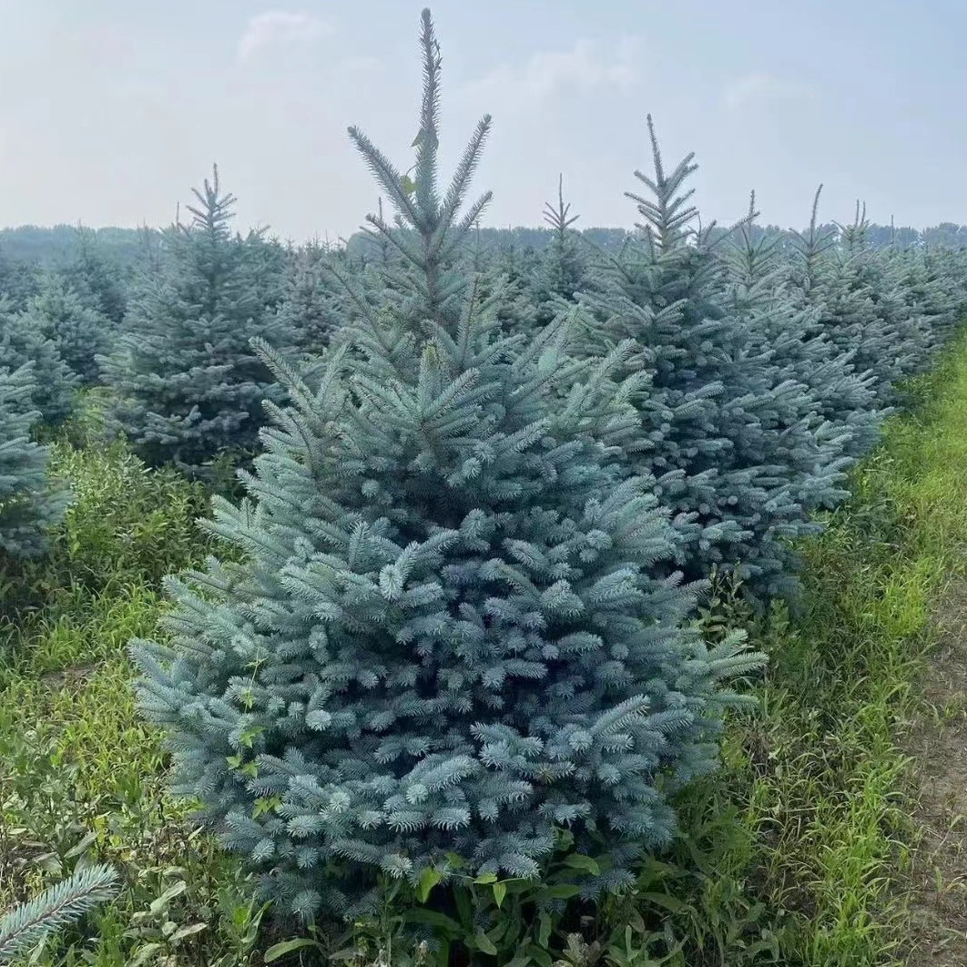 Саженцы ели высотой от 1 до 10 м, вечнозеленые деревья