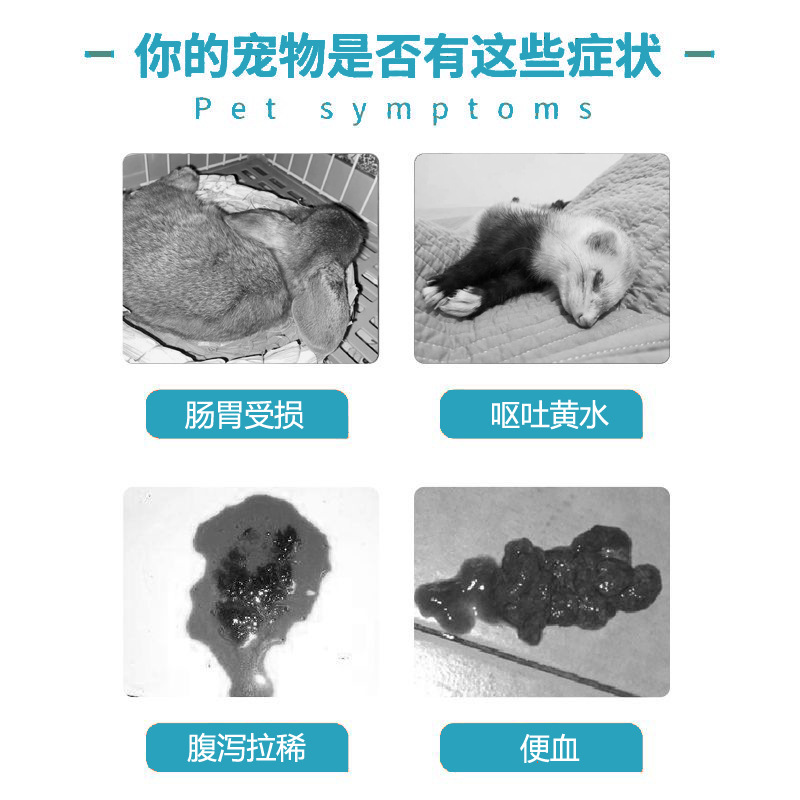 Special Medicine for Rabbits with Diarrhea, Hamster Soft Stool and Diarrhea, Pet Anti-Diarrhea Gastrointestinal Medicine, Chinchilla, Guinea Pig Diarrhea Medicine