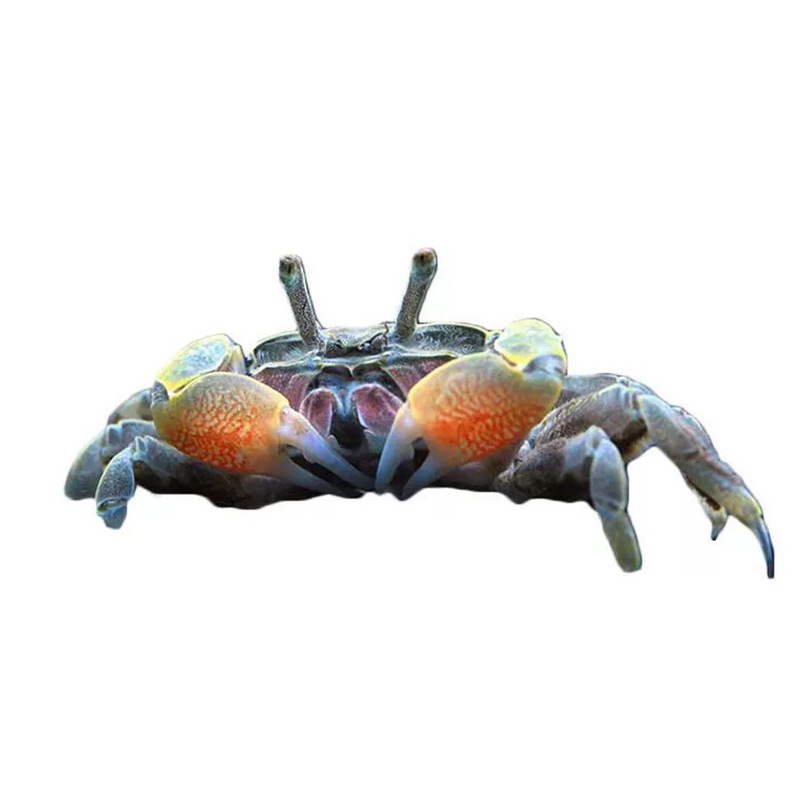 Ornamental Crab Living Crab Pet Crab Special Tank Freshwater Small Crab Mini Pepper Crab Red Aoao Phase Hand Crab