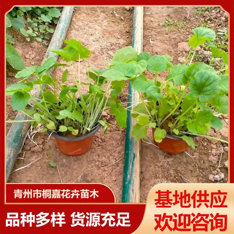 Qingzhou Supplies Landscaping Nurseries, Flower Beds, Alyssum Flowers, Four-Season Flowers, Alyssum Project Potted Plants, and Cup Seedlings