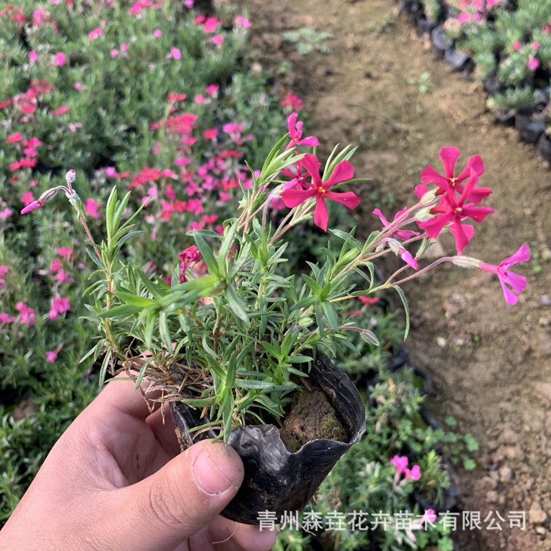 Clustered Phlox Ground Cover Flower Seedlings Perennial Cold-Resistant Florals Garden Landscape Project Qingzhou Florals and Cherry Potted Plants