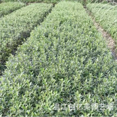 Spring Cuckoo, Summer Cuckoo, Western Cuckoo, Base Direct Supply of Ground Cover Plants, Various Plant Greening