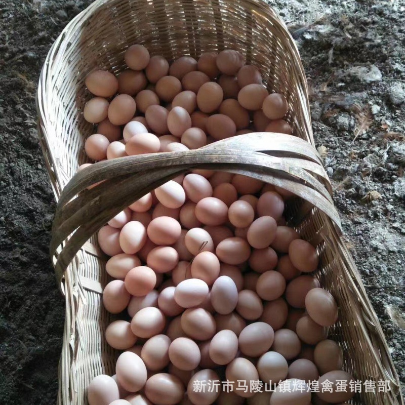 Wholesale Fresh Farm-Raised Free-Range Eggs, Grass Eggs, Stupid Eggs, Powdered Shell Eggs, Fresh Eggs, Wood-Fired Eggs, Cereal Eggs