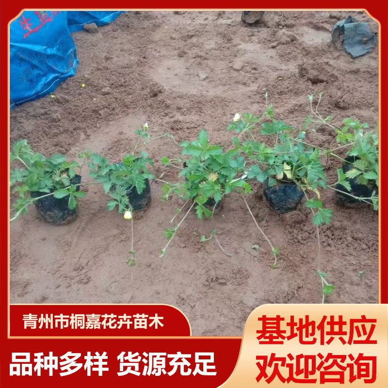 Qingzhou Base Supplies Three-Leaf and Five-Leaf Aster, Perennial Grass Flowers for Greening, Aster Project Potted Flower Seedlings