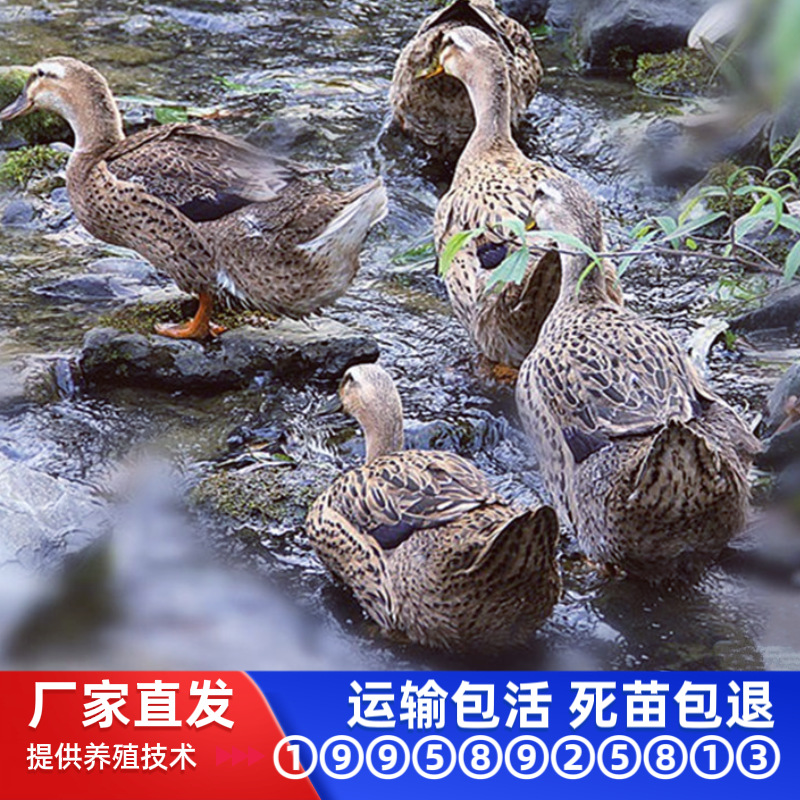 Оптовая продажа утят шилдока, уток шилдока, крупных уток, четыре точки в день после вылупления, утят шилдока кружевных, живые утята