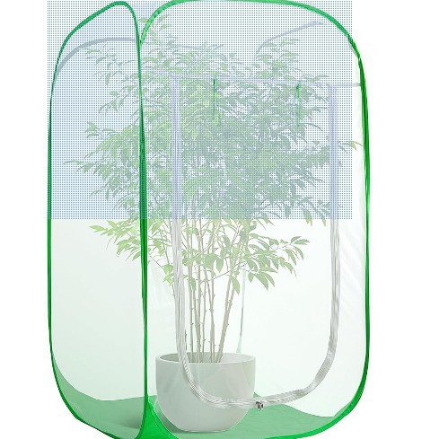 Australian Cypress Bonsai Tree Old Stump South Sea Cypress Potted Plant for Living Room and Office Desktop, Real Green Plant, Hot-Selling Cross-Border Product