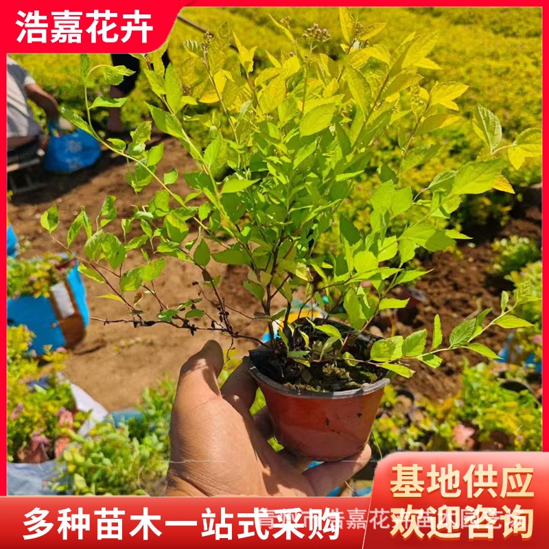 Golden Flame Spiraea Flower Shrub Flower Bed Flower Mirror Greening Garden Landscape Plant Golden Mountain Spiraea Seedlings