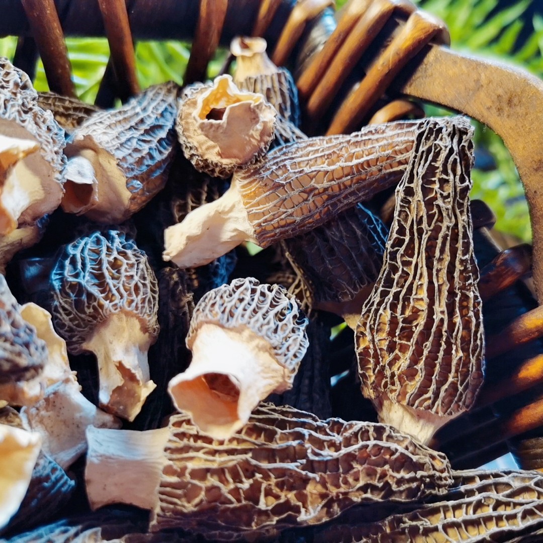 Yunnan Specialty Morel Dry Goods New Arrival Large Meat Special Gift Box Packaging Soup Ingredients Nutritious Delicious Colorful