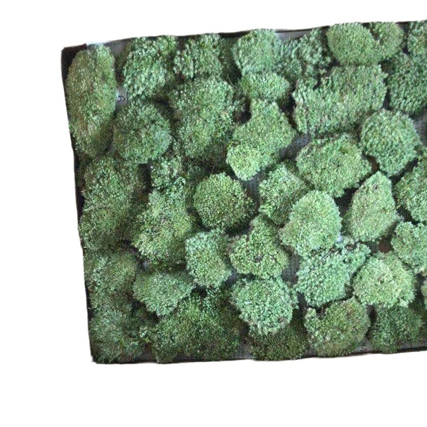 White Grass Turf Moss Short Velvet Big Gray Moss Garden Landscaping Micro-Landscape Material Moss Micro-Landscape