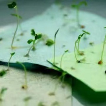 Non-Wood Pulp Special Stone Paper, Sugarcane Seaweed Paper, Bamboo Pulp Grass Pulp Paper, Fruit Seed Paper, Reed Pulp