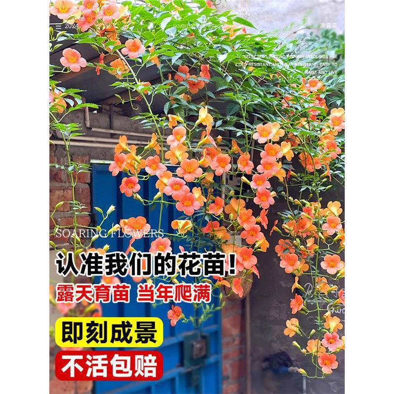 Bignonia Climbing Vine Large Seedling Plant Old Stump Courtyard Potted Ground Planting Chinese Bignonia Sapling All-Season Northern Cold-Resistant