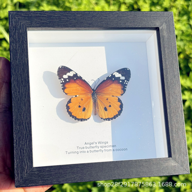 Real Butterfly Specimen Finished Gift Ornaments Decorative Painting Girls Birthday Gift 520 Valentine's Day Scenic Spot Hot Sale Item