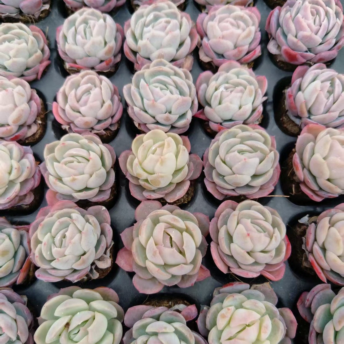 Berry 3cm Cream Real Shot Plug Seedling Succulent Plant Base Direct Sales Large Favorably