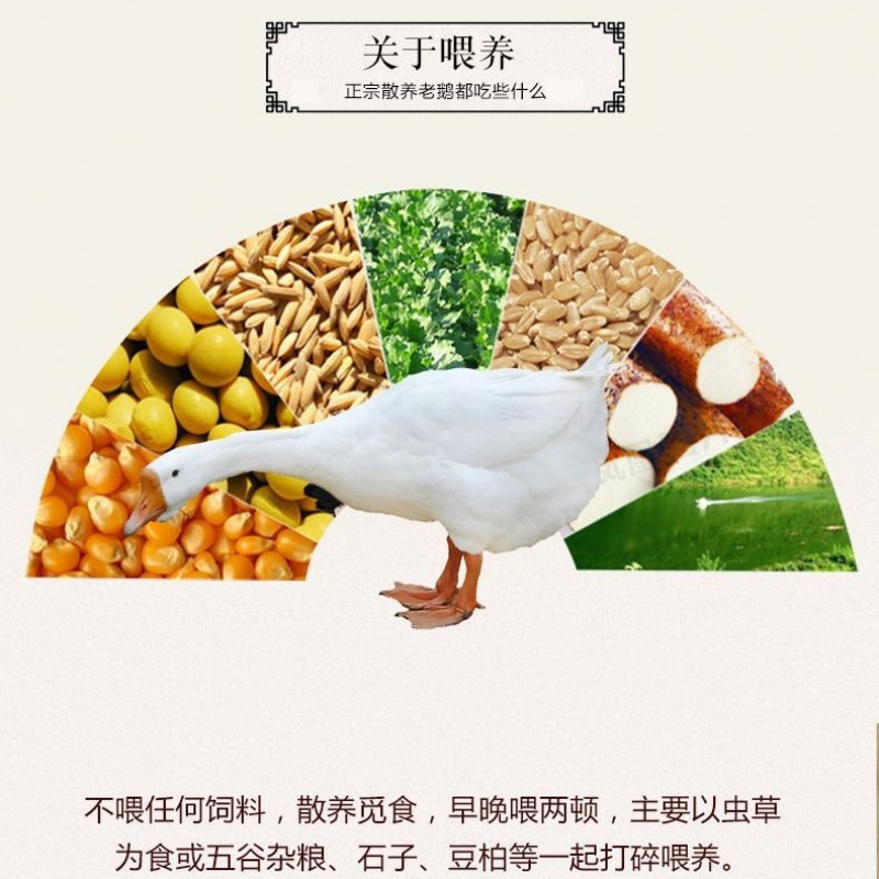 Freshly Slaughtered Young White Goose, Extra Large Tender Goose, Wild Goose, Fresh Free-Range Farm Pure White, Direct Sale from Manufacturer on Amazon