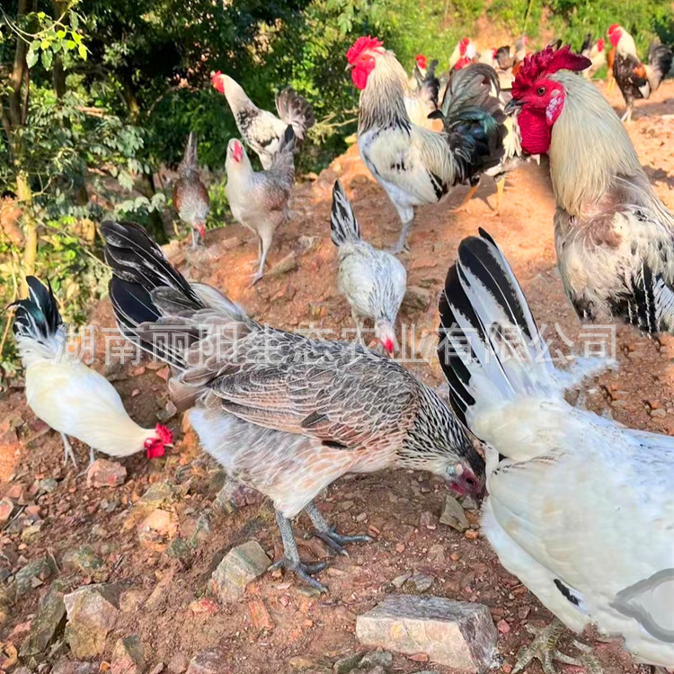 For Sale Are Live Que Mountain Chicken Chicks, Guinea Chicken Chicks, Imperial Concubine Chicken Chicks, Colorful Pheasants, One-Day-Old Chicks Out of the Shell