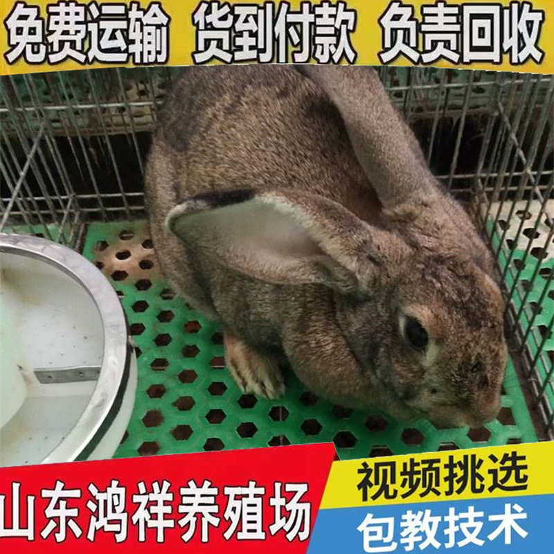 Wholesale Belgian Pregnant Rabbits with Free Shipping, Belgian Meat Rabbits, Female Rabbits, Direct Sales from Manufacturers, Live Rabbits