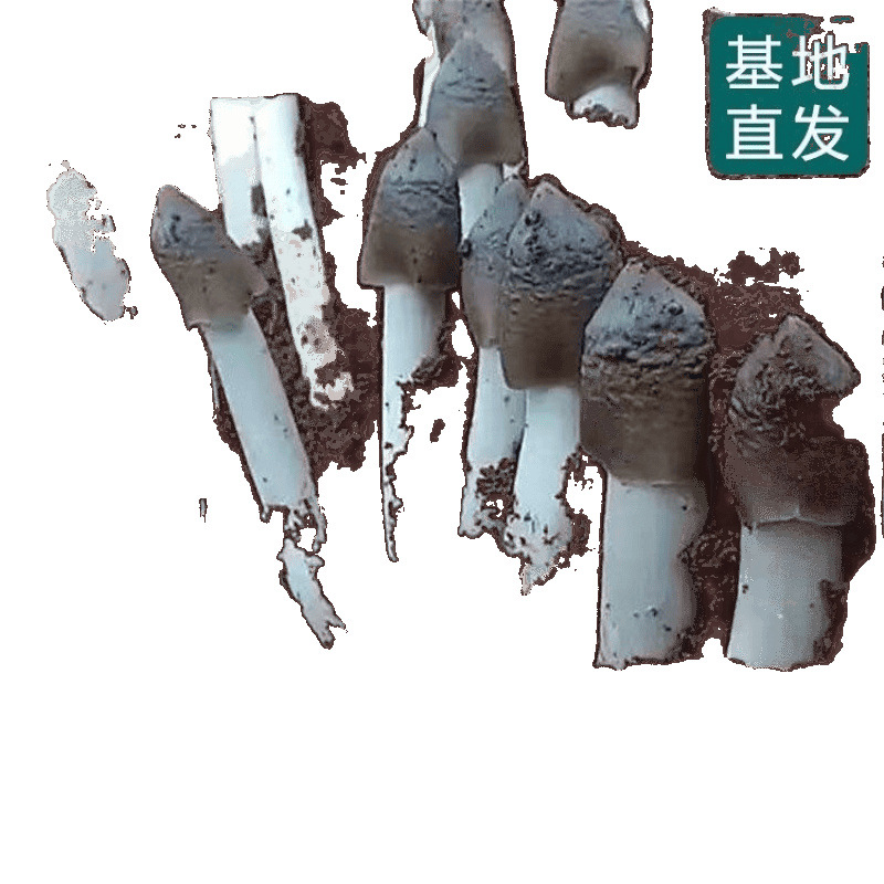 Authentic Fresh Agaricus Blazei Mushroom Seeds for Home Cultivation, Pure Wild Mushrooms, Tricholoma Matsutake, and Litchi Mushroom for All Seasons