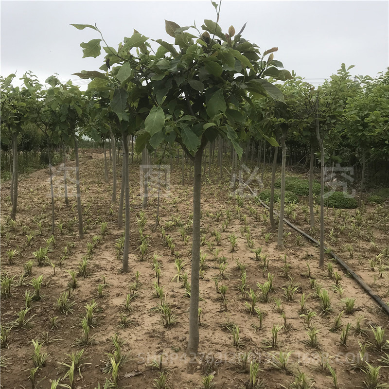 Magnolia Saplings Courtyard House Ornamental Trees Landscape Tree Engineering Greening Plants Red Magnolia White Magnolia Purple Magnolia
