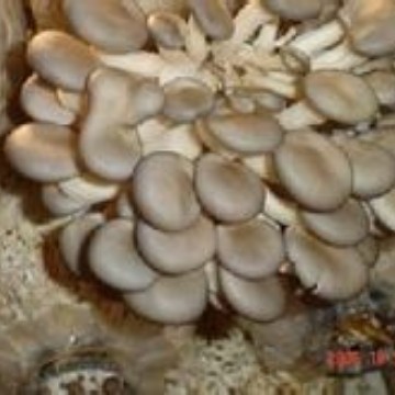 Ancient Mushroom Boiled mushroom 1kg mixed mushroom pot clear water Mushroom Boiled mushroom canned assorted mushroom can