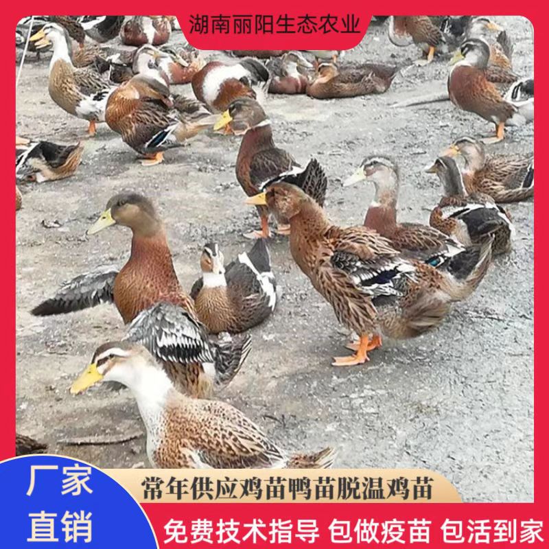 На продажу крупные утята, живые маленькие желтые утята и водяные утята, черные утята-мандаринки, многояичные утята, легко содержать и разводить