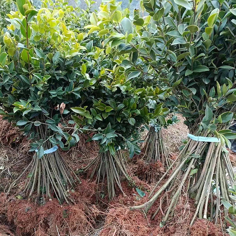 Саженцы камелии олеиферы 30-50 см, большое количество, высокая цена и хорошее качество, достаточное предложение из Хунани