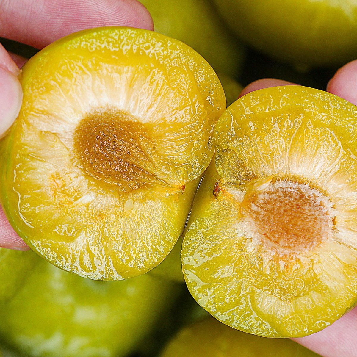 Fresh Hollow-Skinned Wenchuan Plums, Crisp and Boneless, Suitable for Pregnant Women, Available in Large Quantities