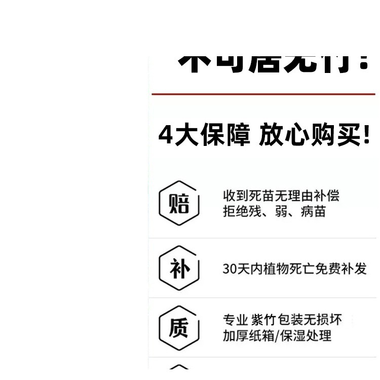 Purple Bamboo Seedlings Without Heads, Dwarfed Gold-Encrusted Jade Bamboo Seedlings, Cold-Resistant Bamboo Seedlings, Courtyard Outdoor Evergreen Precious Green Plants for All Seasons