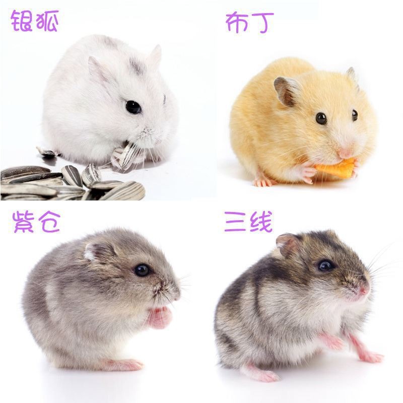 2026 Generation Hamsters for Sale: Three-Striped Hamsters, Purple Hamsters, Silver Fox Hamsters, Live Golden Hamsters, Long-Haired Hamsters, Curly-Haired Hamsters, No Risk Included
