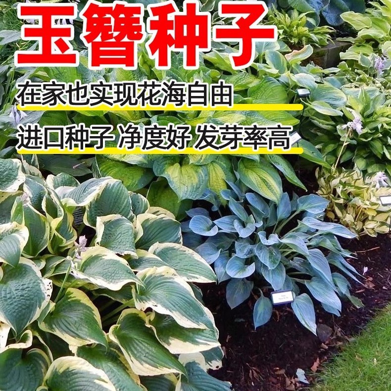 Hosta Flower Seeds Perennial Perennial Herb Florals Easy to Live in All Seasons White Calyx White Crane Flower Garden Potted Seeds