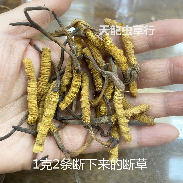 Xizang Cordyceps with tail and broken grass
