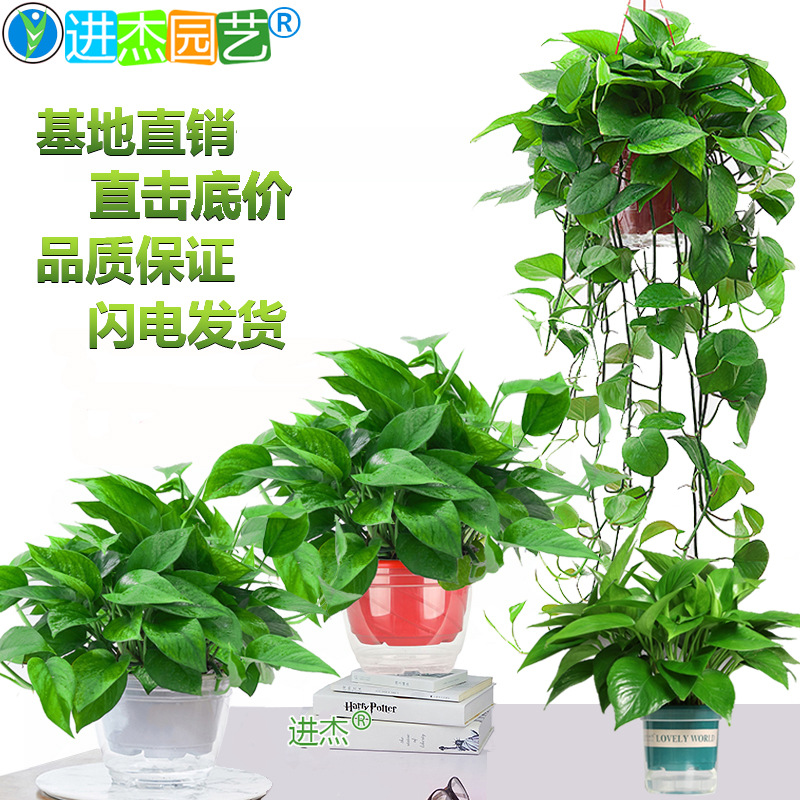 Зеленая редька, горшечные большие и маленькие зеленые растения в новом доме в офисе для удаления формальдегида, цветы бонсай, зеленая корзина, оптовая продажа