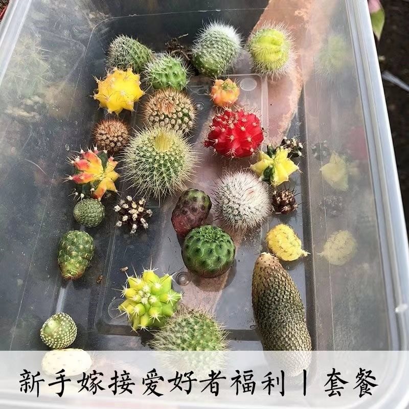 Cactus Grafted Combination Potted Succulent Plant with Triangular Side Buds Colorful Cactus