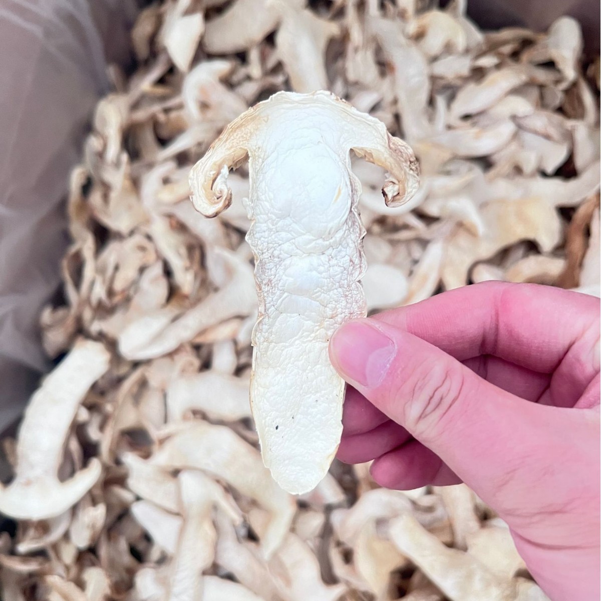 Сушеные ломтики матсутаке из Шангри-Ла, различные спецификации, полностью высушенные и готовые к употреблению, источник грибов на Taobao