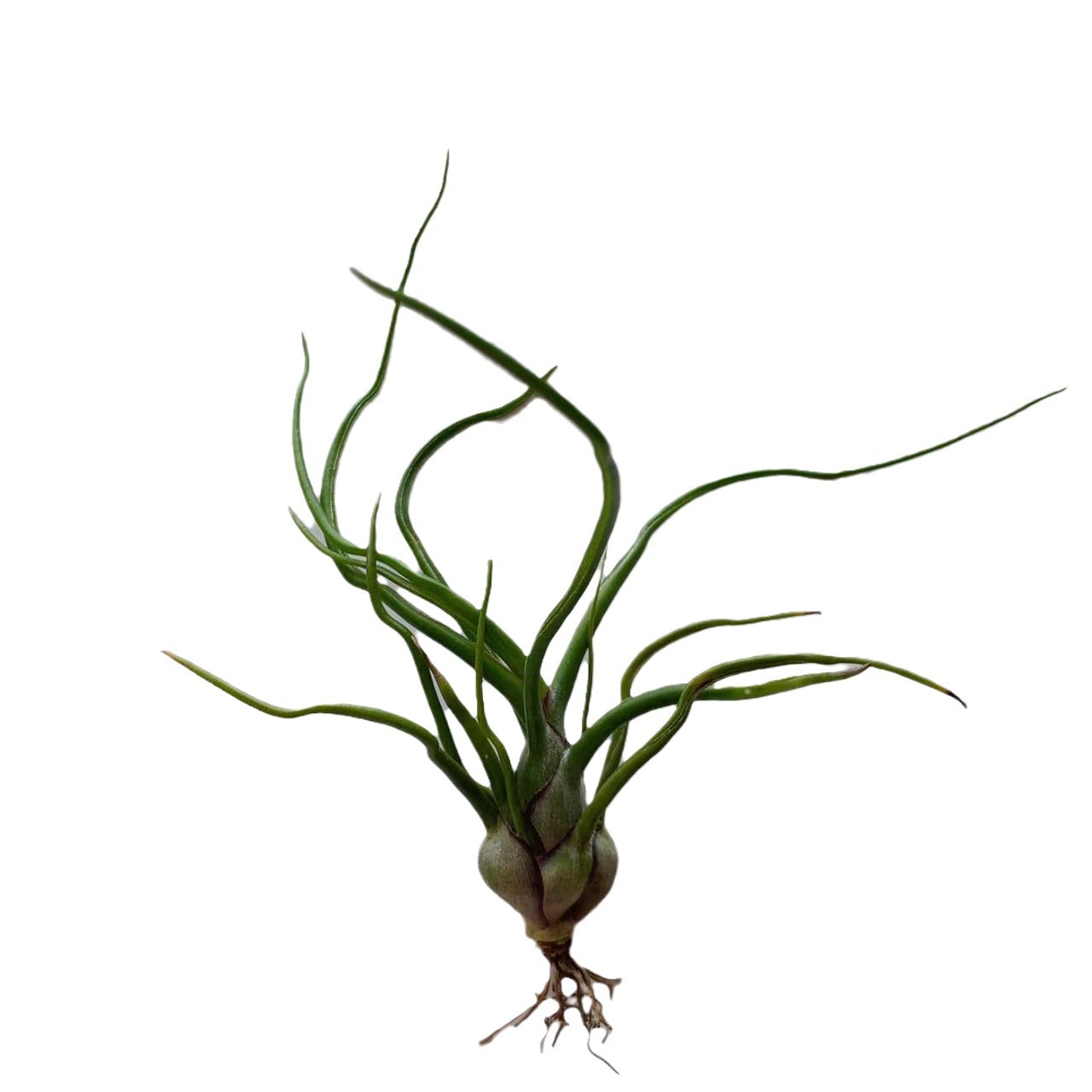 Little Butterfly Octopus Manufacturer Direct Supply Base Delivery Air Pineapple Soilless Plant