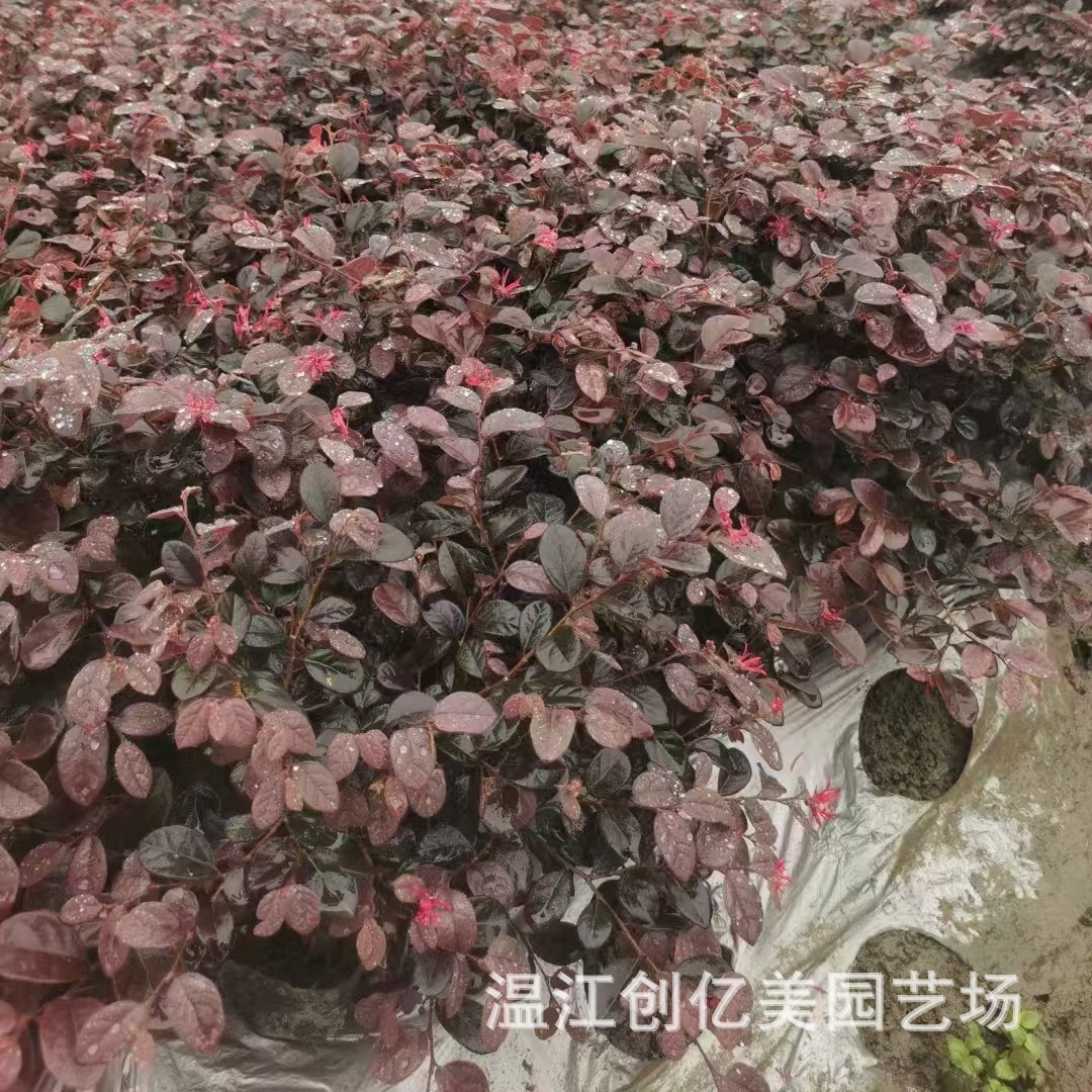 Hongji Wood Seedlings Greening Landscape Honghua Jimu Cup Seedlings Hair Ball Wholesale Base Straight Hair