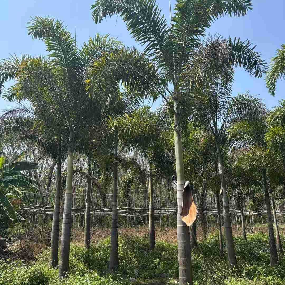 Yunnan Foxtail Coconut Tree Wholesale Jiangxi Foxtail Coconut Price Street Tree Hainan Coconut Tree Base