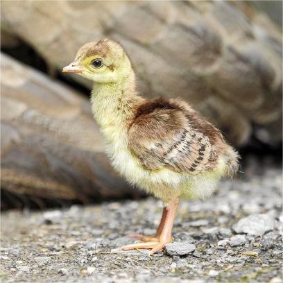 Where Can I Buy Blue and White Peacocks? Live Peacock Breeding and Selling Prices. Peacock Eggs and Meat Prices