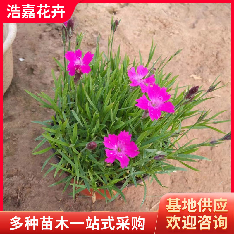 Dianthus Caryophyllus Hole Pot Seedlings Two-Color Pot Seedlings Outdoor Lawn Vegetation Community Park Greening Perennial Dianthus Caryophyllus Seedlings