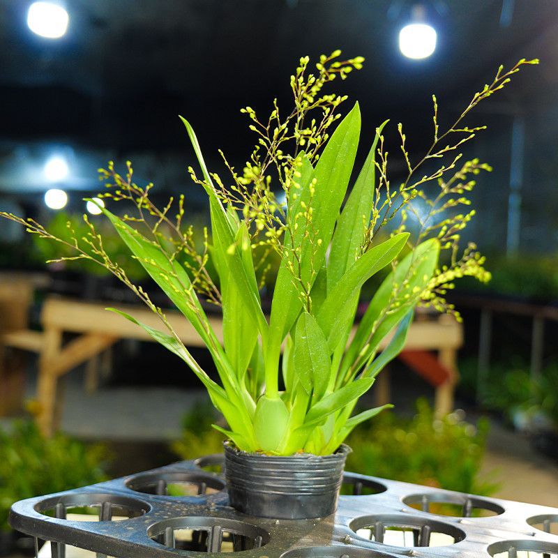 7-9 Flower Swords with Buds, Pink Dream Orchid, Oncidium, Strong Fragrance, Indoor Desktop, Easy to Grow Florals and Green Plants