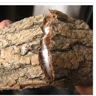 Authentic Chinese Herbal Medicine Sulfur-Free Eucommia 500g Raw Eucommia Tea Old Eucommia Skin Wild Eucommia Free Shipping and Fried Eucommia