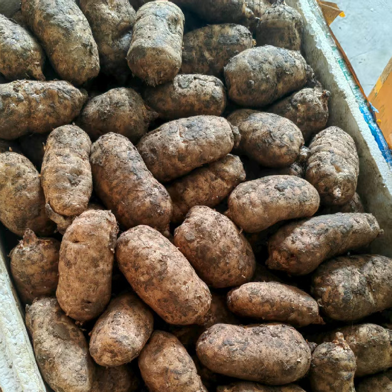 Fresh Tianma Freshly Dug in the Wild, Imitating Wild Tianma from Guizhou and Yunnan, Zhongyang Tianma, Street Stalls and Exhibitions