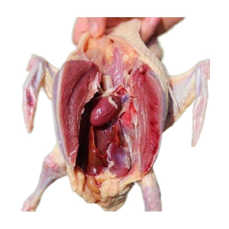 Wholesale One Piece of Discovery to Kill Pigeons, Kill New Live Pigeons, Farm-Raised Free-Range Breeding Squab Pigeon Meat, Chilled