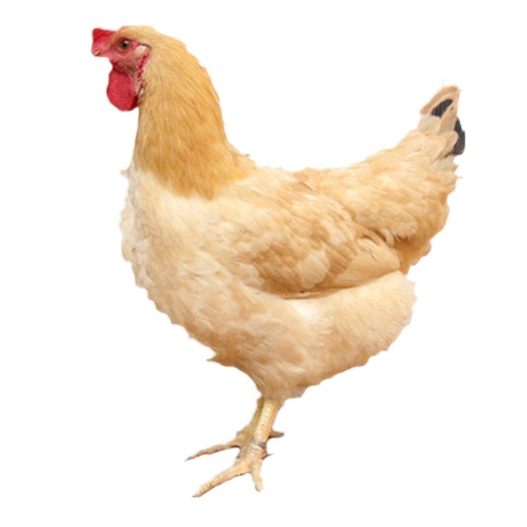 One-Day-Old Loess Chicken Seedlings, Female Seedlings, Mixed Seedlings, Three Yellow Chickens, Hengyang Xiang Loess Chicken Seedlings, Local Chicken Small Species, Pure Thin and Tall Legs