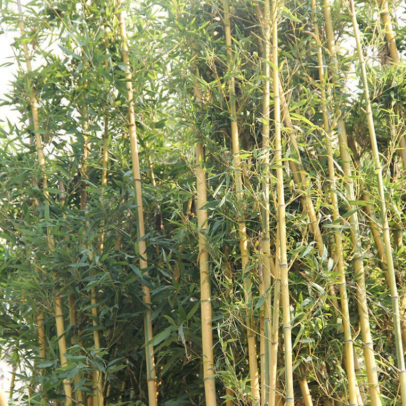 Bamboo Seedlings, Garden Plants, Purple Bamboo, Gold Inlaid Jade Arhat Bamboo, Northern Cold-Resistant, Evergreen, Large-Scale Ground-Planted Green Bamboo Seedlings