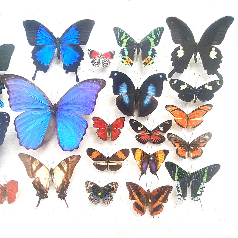 Реальные образцы бабочек с расправленными крыльями, различные смешанные бабочки с расправленными крыльями, зелено-полосатые павлиний бабочки, элегантные серые бабочки, насекомые и жуки, обучение в детском саду