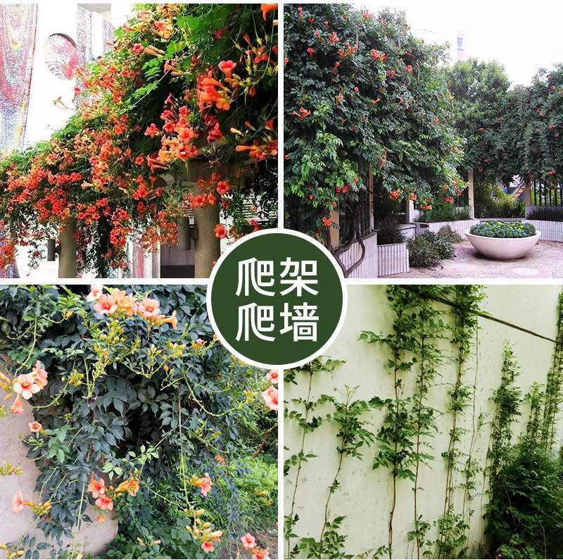 Lingxiao Flower Seedlings, Climbing Vines, Four-Season Flowering, Courtyard Greening, Old Pile Potted Saplings, Firecrackers, Florals and Green Plants, Large Seedlings